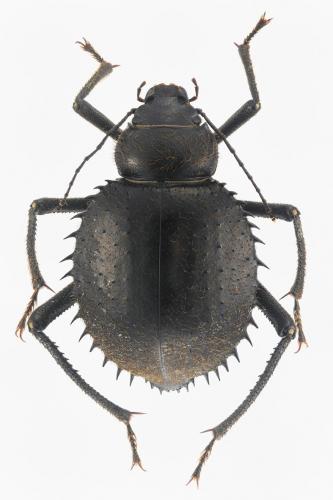 Prionotheca coronata
